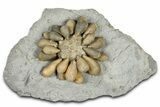 Jurassic Club Urchin (Asterocidaris) - Boulemane, Morocco #366897-1